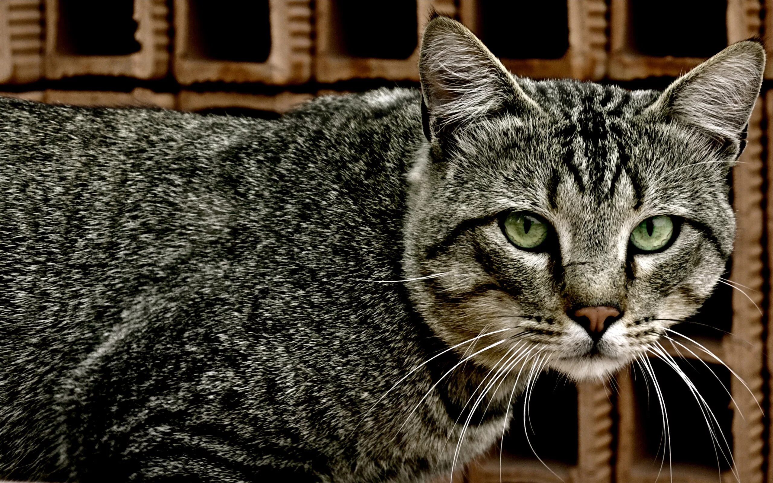 Какая нибудь кошка