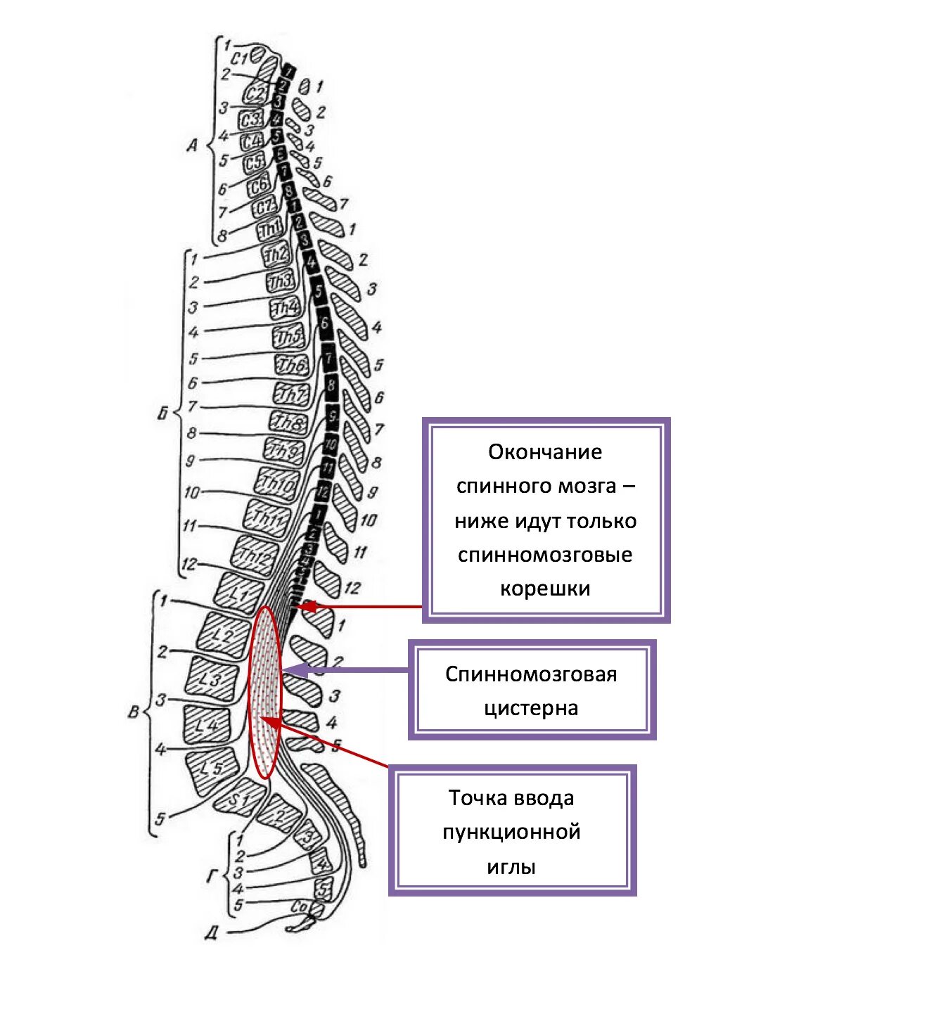 Концевая цистерна спинного мозга. Люмбальная пункция позвонки. Поясничная (люмбальная) пункция. Поясничная цистерна спинного мозга.