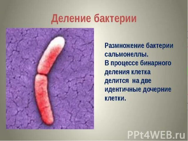 Болезнетворная бактерия 6. Деление бактерий. Процесс деления бактерий. Бинарное деление бактерий. Бинарное деление бактериальной клетки.