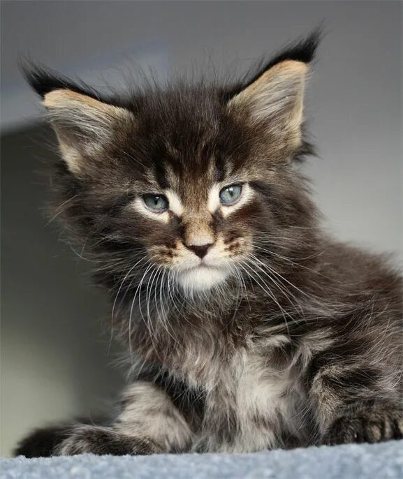 куна страна. питомник мейн кунов клеопатра. куна страна. питомник гулливер мейн кун. куна страна.