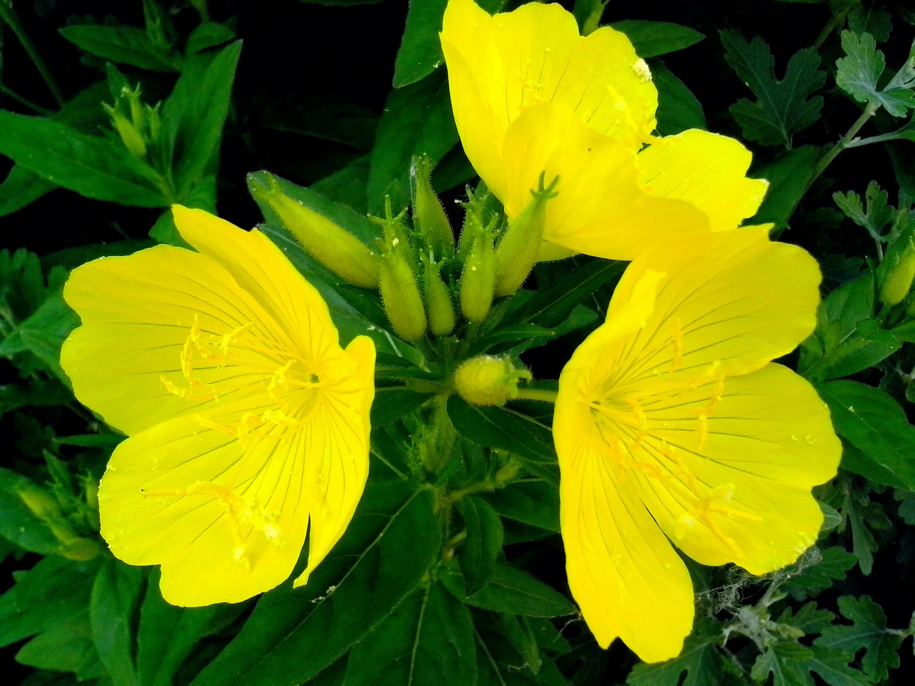 Желтый комнатный цветок название. Лютик едкий. Подладанник жёлтый. Ыфьонгас желтый.