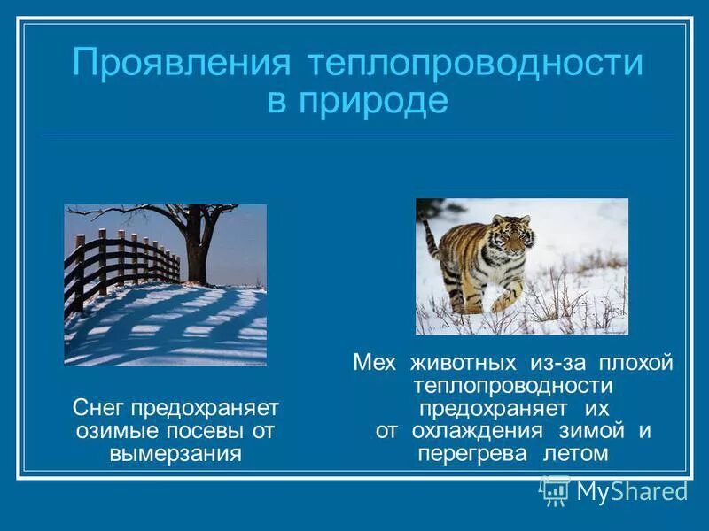 В природе и технике. Теплопередача в природе. Теплопередач а вприрлоде. Теплопроводность в природе. Теплопроводность в приро.