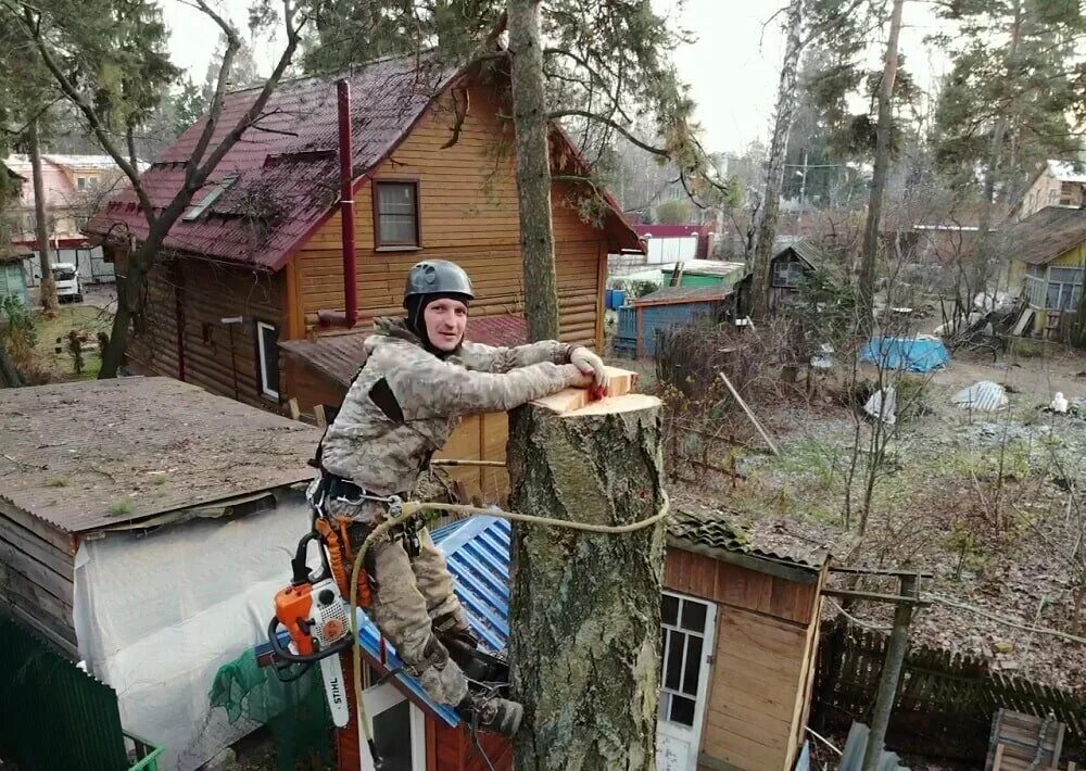 Спил деревьев на своем участке. Спиленные деревья на участке. спиливание деревьев частями. спиливание деревьев на участке. спилы дерева на даче.