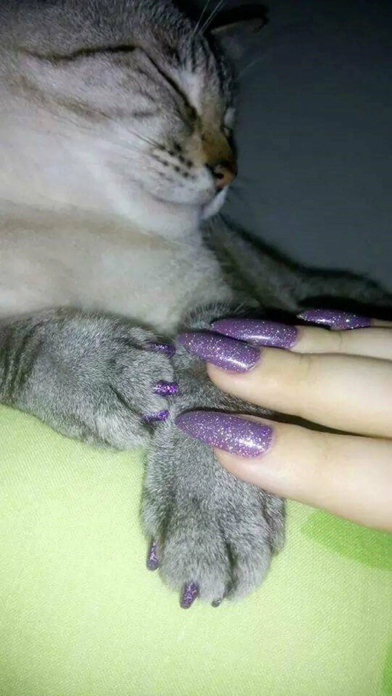 Кошка на ногтях. Маникюр когти кошки. Ноготочки для кошек. Кошачий коготь.