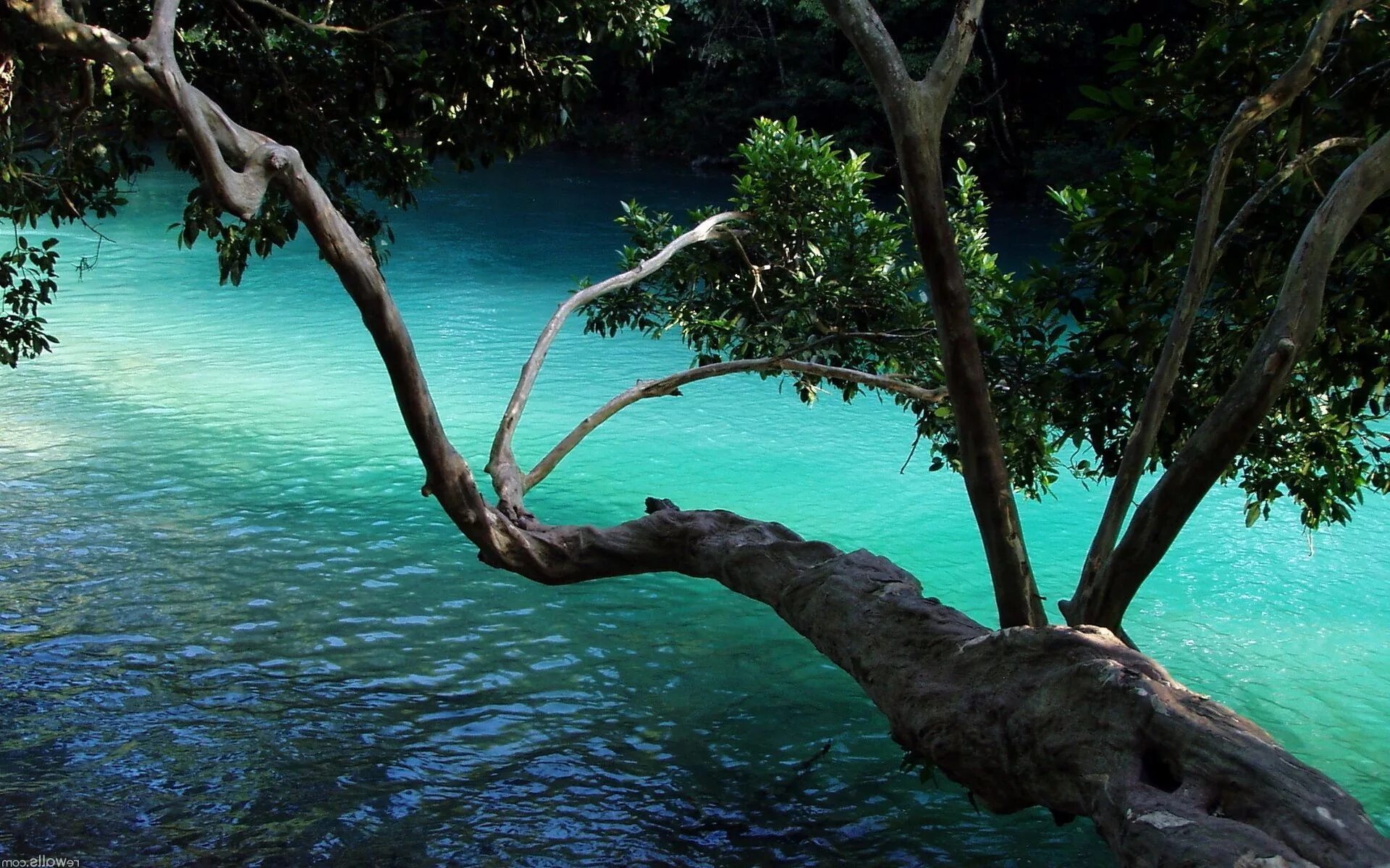 Тропические деревья. Джунгли деревья. Озеро в тропиках. Дерево у воды.