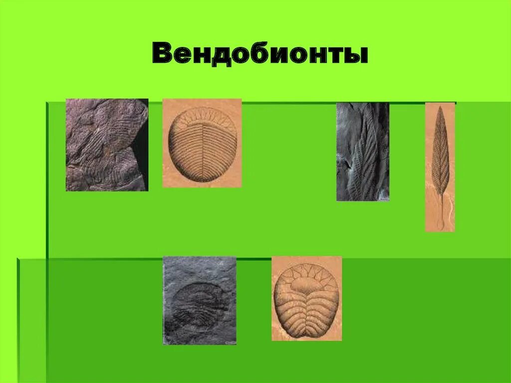 Какие особенности были у вендобионтов докембрийских животных