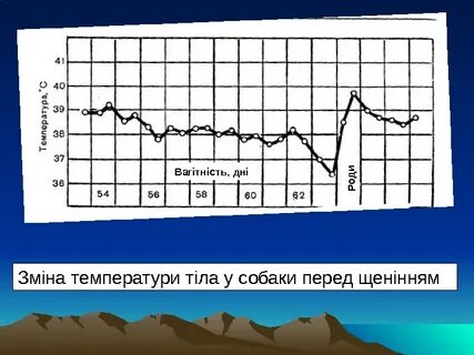 Какая температура у собак перед родами