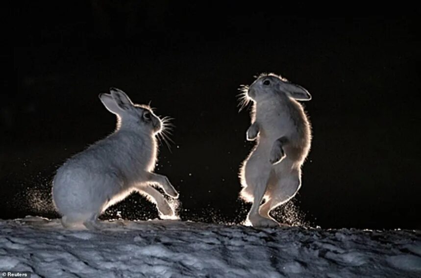 Какие есть теплокровные животные. Зайцы в Норвегии. Теплокровные животные. Заяц зимой фото. Заяц на задних лапах.