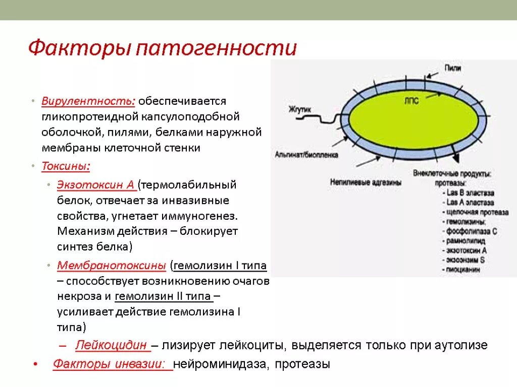 Вирус иммунодефицита кишечная палочка нет клеточной стенки. Pseudomonas aeruginosa факторы патогенности. факторы патогенности синегной палочки. синегнойная палочка факторы вирулентности. факторы вирулентности pseudomonas aeruginosa.