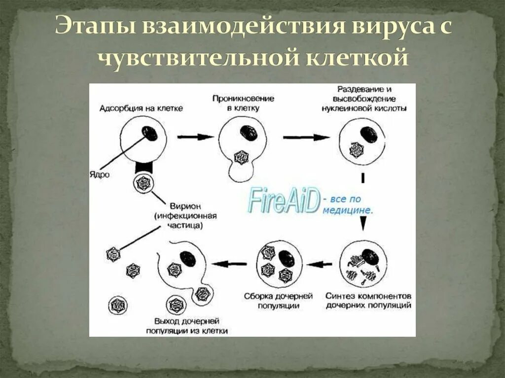 Этапы взаимодействия вирусов с клеткой хозяина таблица. Этапы взаимодействия вирусов с чувствительными клетками. Этапы взаимодействия вируса и клетки схема. Продуктивный Тип взаимодействия вируса с клеткой схема. Последовательность этапов взаимодействия