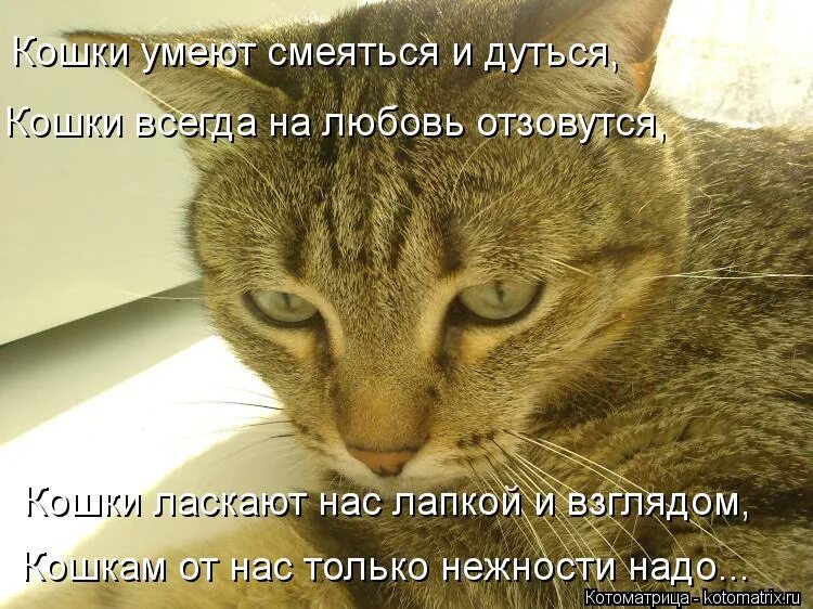 Коты умеют смеяться. Что умеют кошки. Взгляд кота комментарии. Как кошки умеют смеяться. Кошки способны