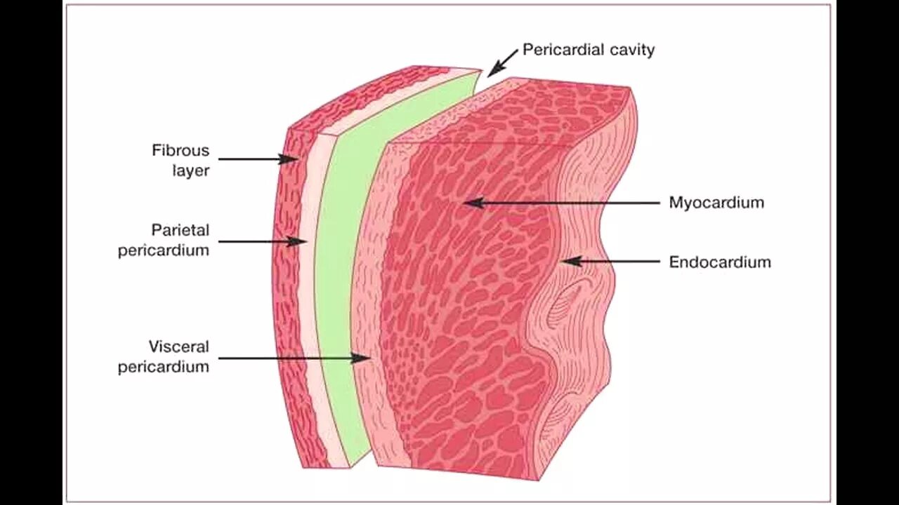 Миокард латынь. Стенка миокарда гистология. Схема слоев стенки сердца. Схему названия слоёв стенки сердца. Гистология 3 слоя.