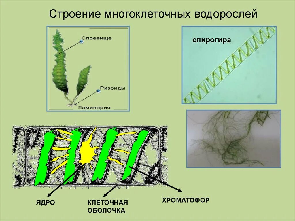 Многоклеточные водоросли состоят из большого. Строение водоросли ламинарии. Спирогира водоросль строение. Вегетативное размножение спирогиры. Ламинария строение клетки.