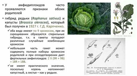 Селекция капусты