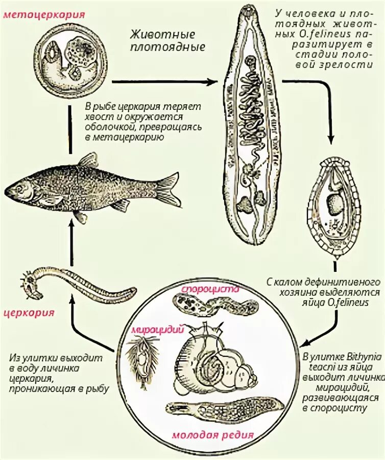 Кошачий, Сибирский сосальщик жизненный цикл. Жизненный цикл Сибирского сосальщика Opisthorchis felineus. Сибирская двуустка жизненный цикл. Промежуточный хозяин Сибирского сосальщика. Личиночных стадий сосальщиков