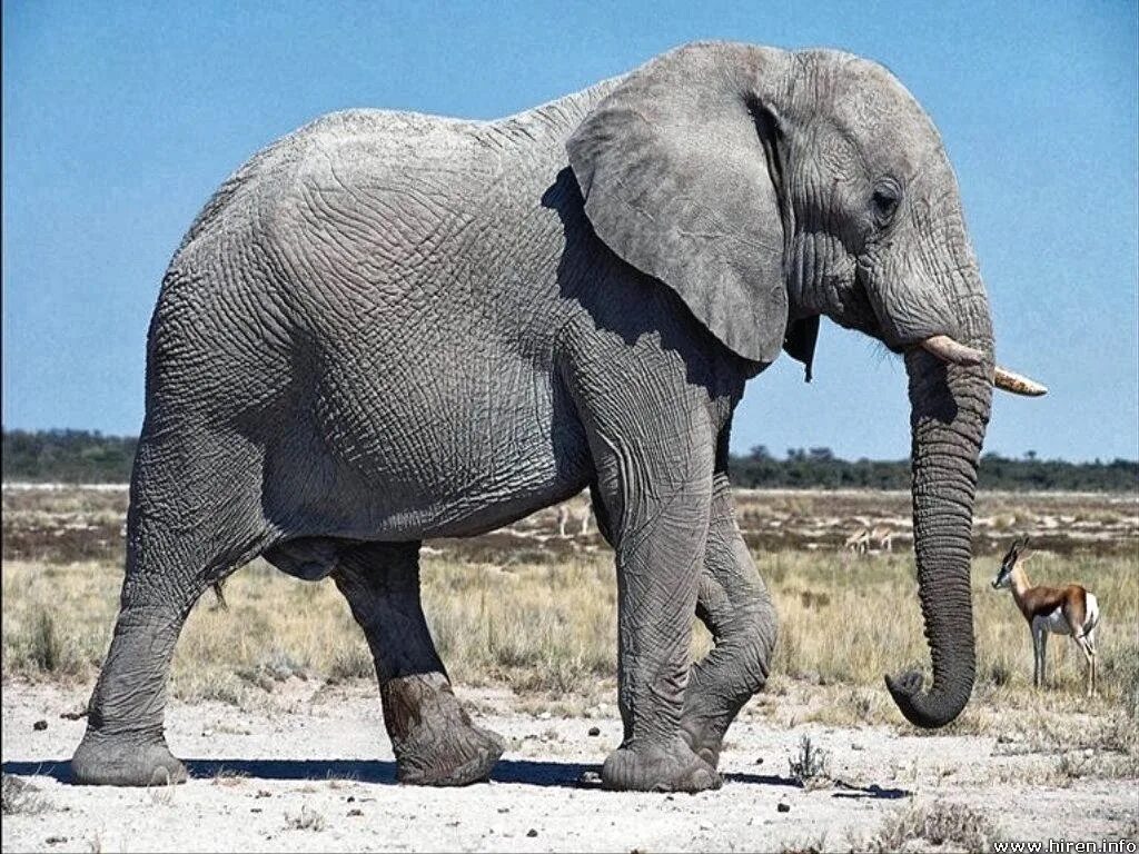 An elephant