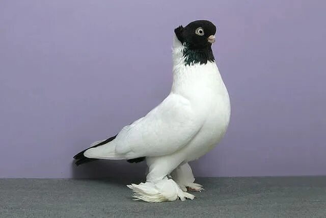 Palomas domésticas El portal informativo y educativo sin ánimo de lucro Zoogalax