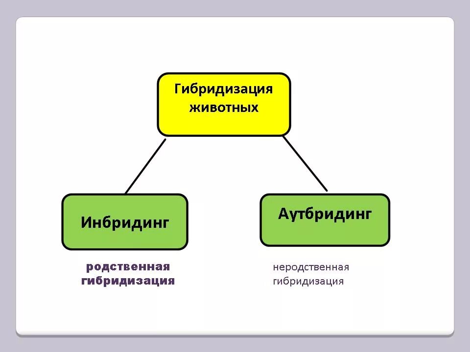 Методы селекции аутбридинг инбридинг. Методы селекции (аутбридинг, инбридинг, отбор).. Скрещивание неродственное аутбридинг селекция растений. Гибридизация инбридинг и аутбридинг.