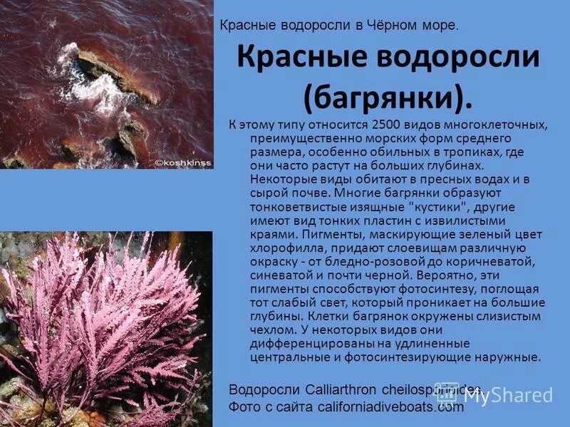 Водоросли входят в состав. Отдел красные водоросли багрянки представители. Глубина обитания зеленых водорослей красных водорослей. Пигменты красных водорослей. Красные морские водоросли.