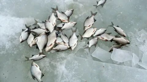 Ловить белую рыбу