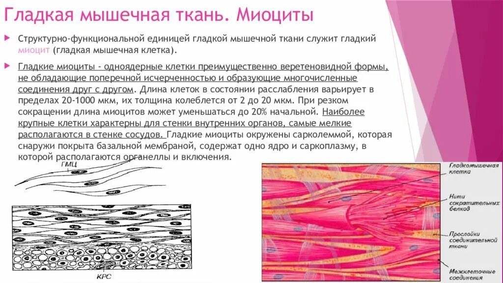 Гладкая мышечная ткань источник. Строение гладкой мышечной ткани гладкий миоцит. Гладкая мышечная ткань микропрепарат. Базальная мембрана гладкой мышечной ткани. Строение гладких миоцитов.