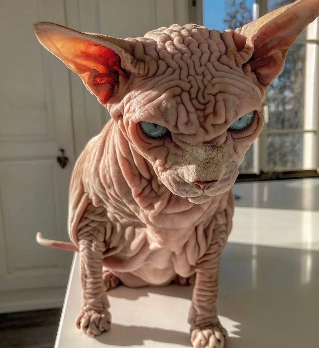 Покажи самую страшную кошку