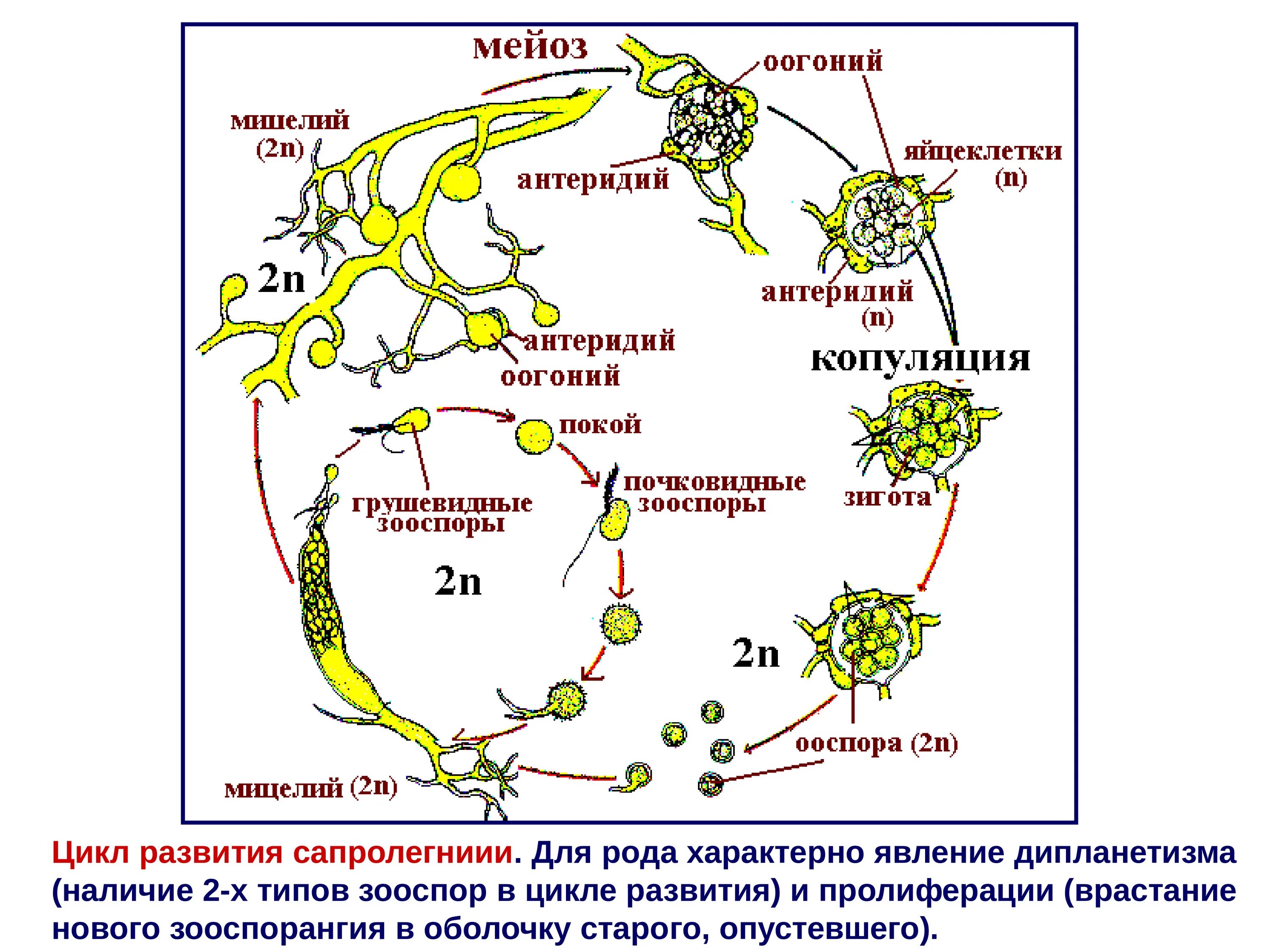 Лишайники цикл