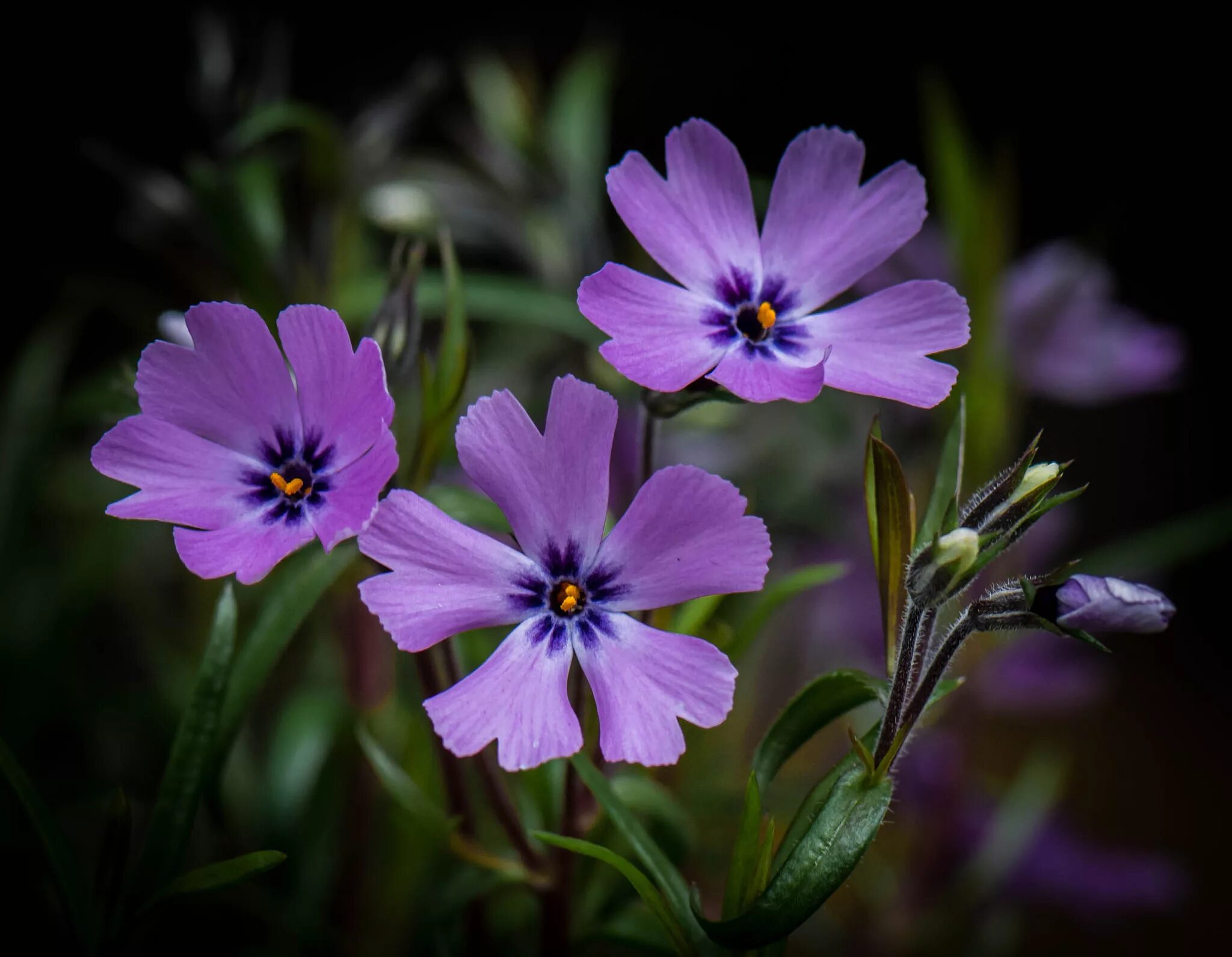 Породы фиолетовых цветов. Сиреневые цветы. Фиолетовые цветы. Фиолетовый цвет. Сиреневые цветочки.