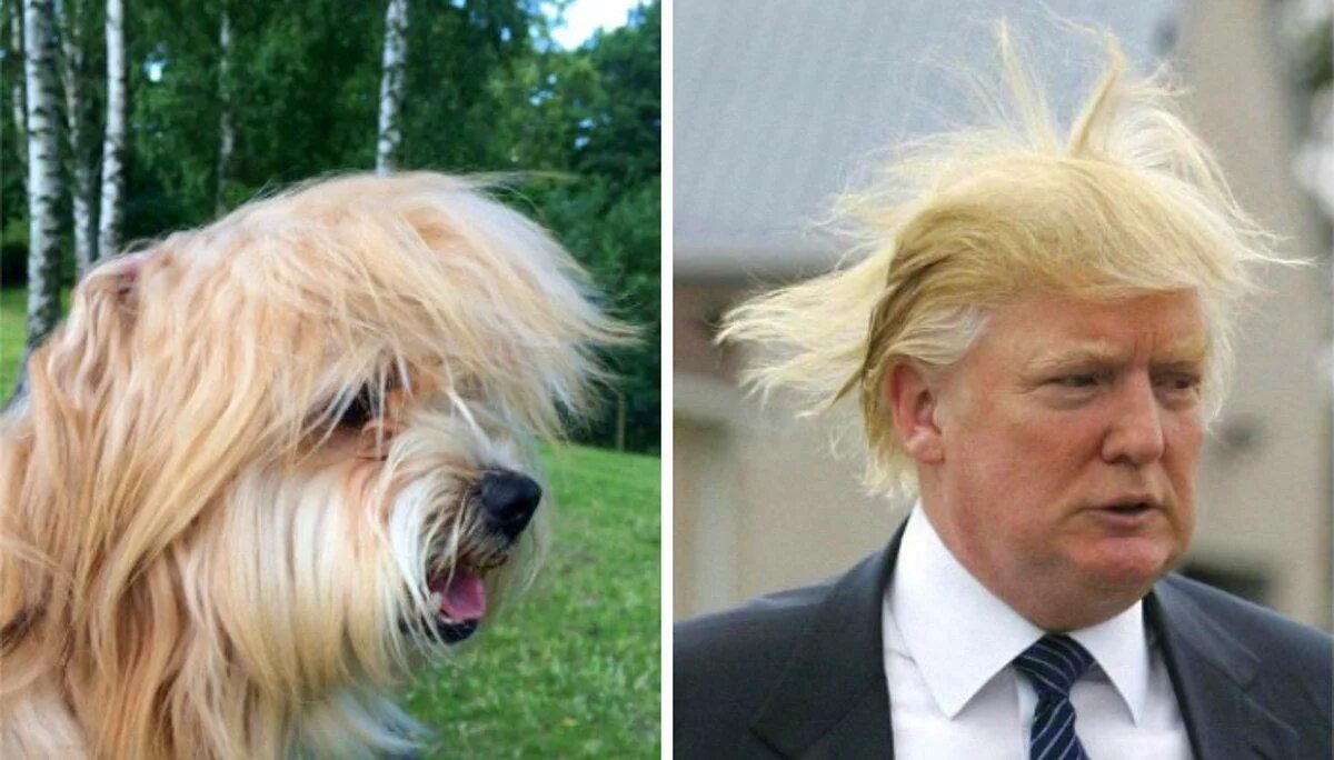 Animals you look like. Собаки похожие на знаменитостей. Актер похожий на собаку. Собака похожие звезды. Животные похожие на людей.