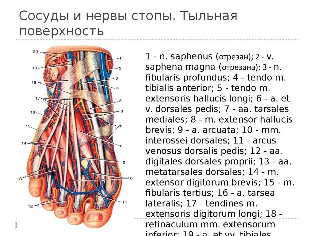 Послойная топография тыла стопы. Сосуды и нервы стопы тыльная поверхность. Кровоснабжение и иннервация тыла стопы. Стопа топографическая анатомия схема. Основные артерии стопы