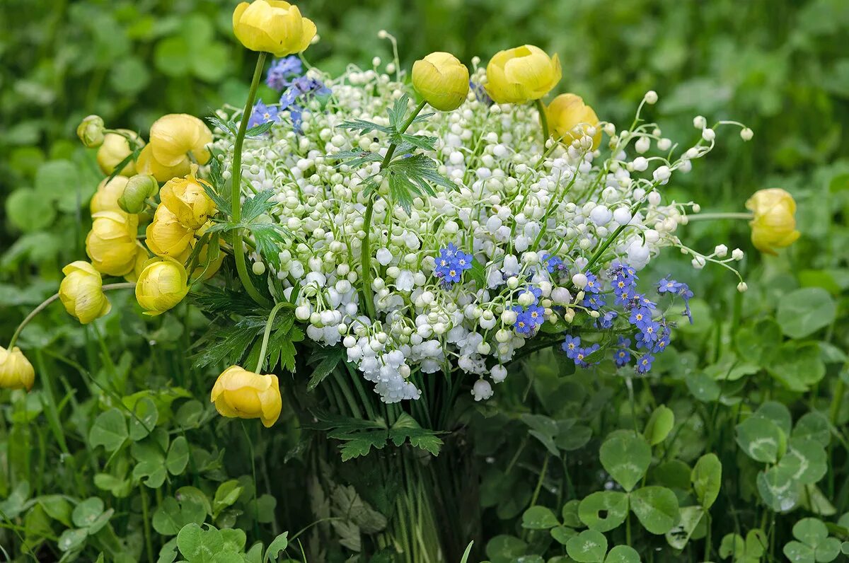 ландыши васильки лютики. мак василек лютик незабудка. ландыши васильки лютики. василек гребенчатый. фиалка ле ландыши.