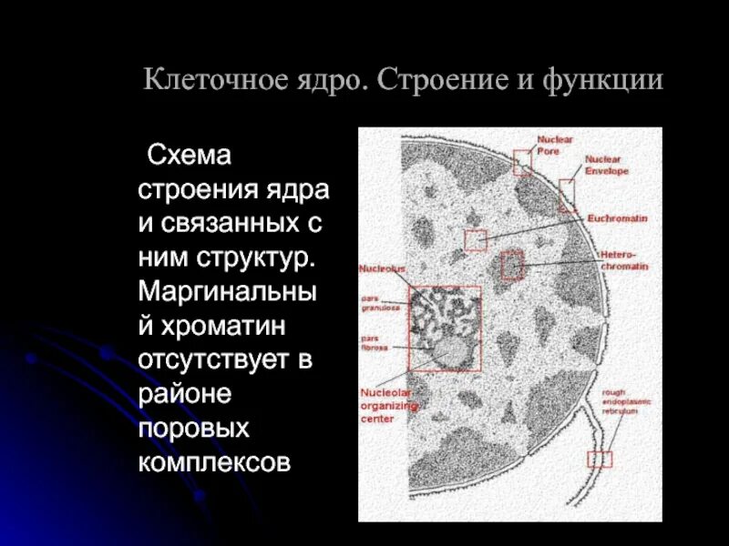 Схема строения ядра. Ядро и его строение. Строение ядра схема и функции. Строение, хроматина, ядрышка. Назовите структуры ядра