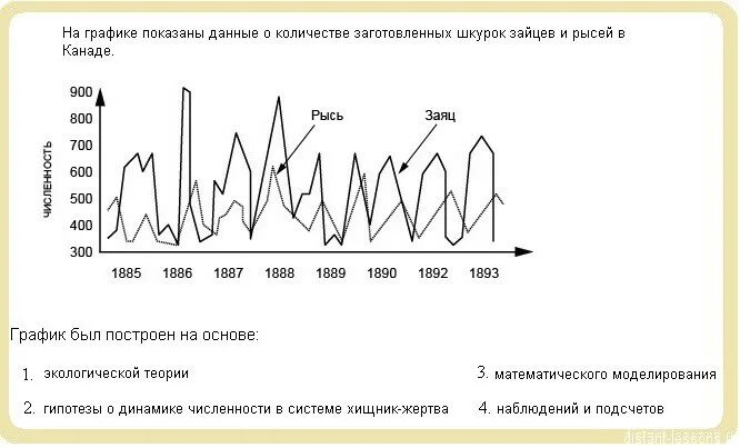 На графиках продемонстрированы изменения численности жертвы зайцев. График изменения численности Зайцев и рыси. На график продемонстрированы изменения численности Зайцев и рысей. На графике продемонстрированы изменения численности Зайцев и рысей. График численности рысей и Зайцев.