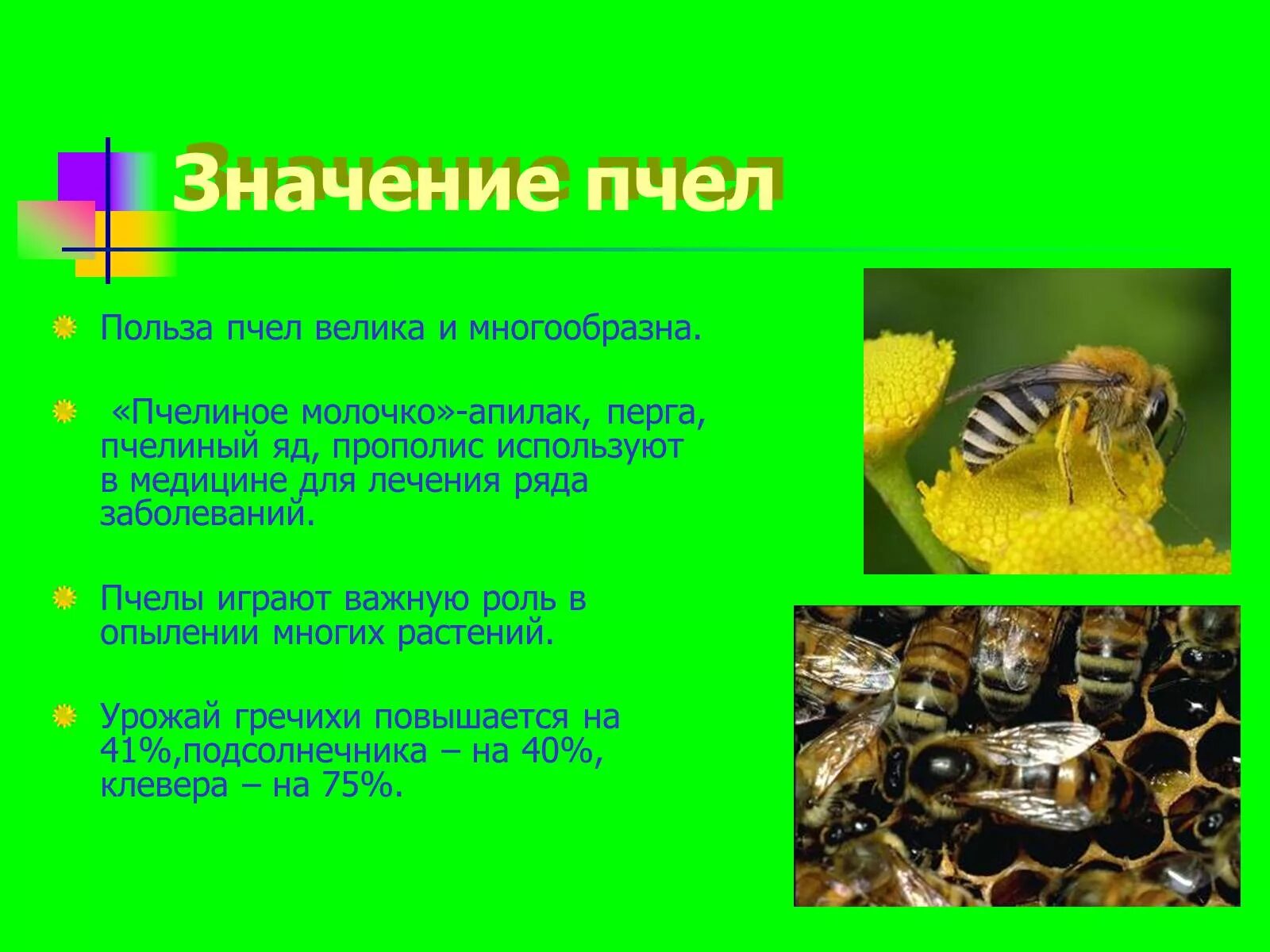 Пчелы в жизни человека. Какую пользу приносят пчелы. Роль пчел в природе. Чем полезны пчелы. Польза пчел.