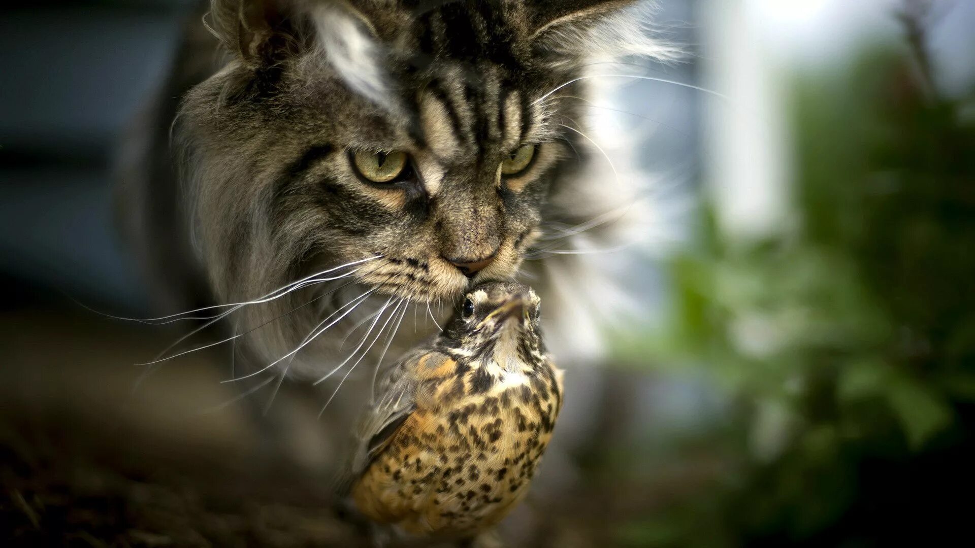 Кот поймал птицу. Кот ест птицу. Кот поймал птицу. Кот с птицей в зубах. Кот с птицей в зубах.