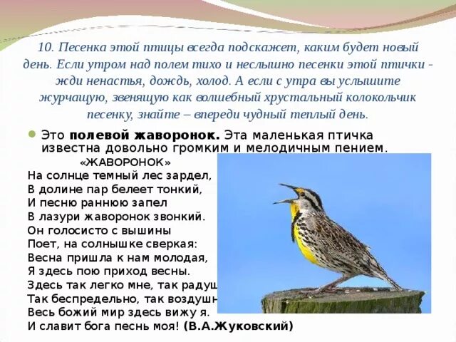 Я здесь пою приход весны. Зардел. Птицы громко поют с приходом весны.