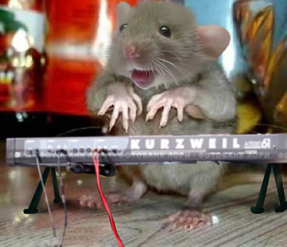 крыса поет. крыса поет. дурацкая мышь. админ крыса. животные с гитарой.