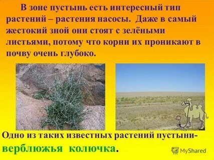 Растения пустыни 4 класс окружающий мир