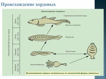 Последовательность хордовых животных