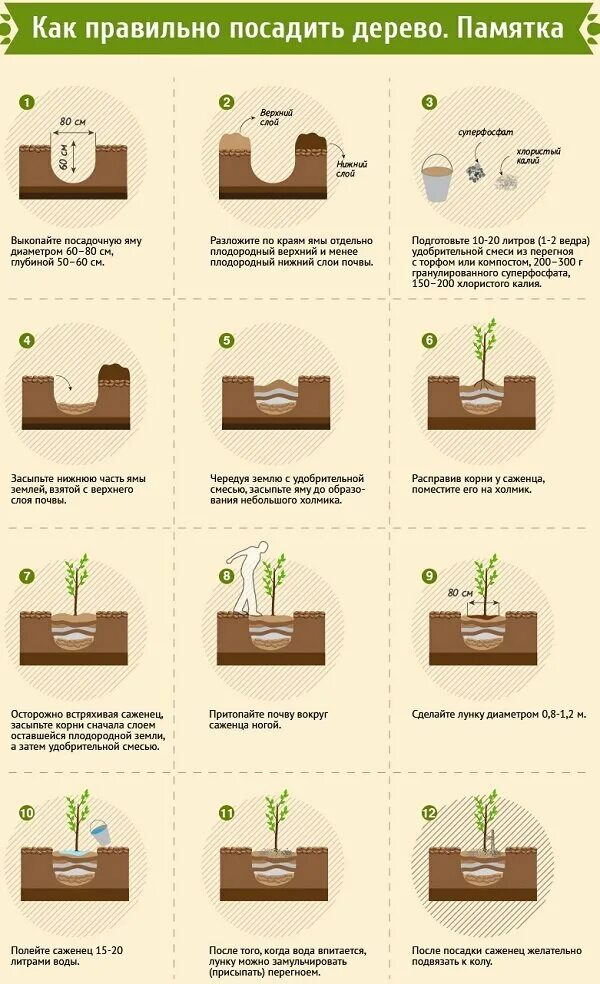 В какое время лучше садить. Инструкция по посадке дерева. Как садить деревья. Как посадить дерево пошаговая. Как правильно сажать деревья.