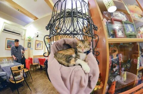 Котокафе казань