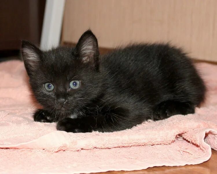 маленький черный котенок. чёрный кот. черный котенок дома. черные коты. черный котенок дворовый.