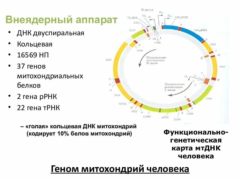 Расположение генов в кольцевой днк