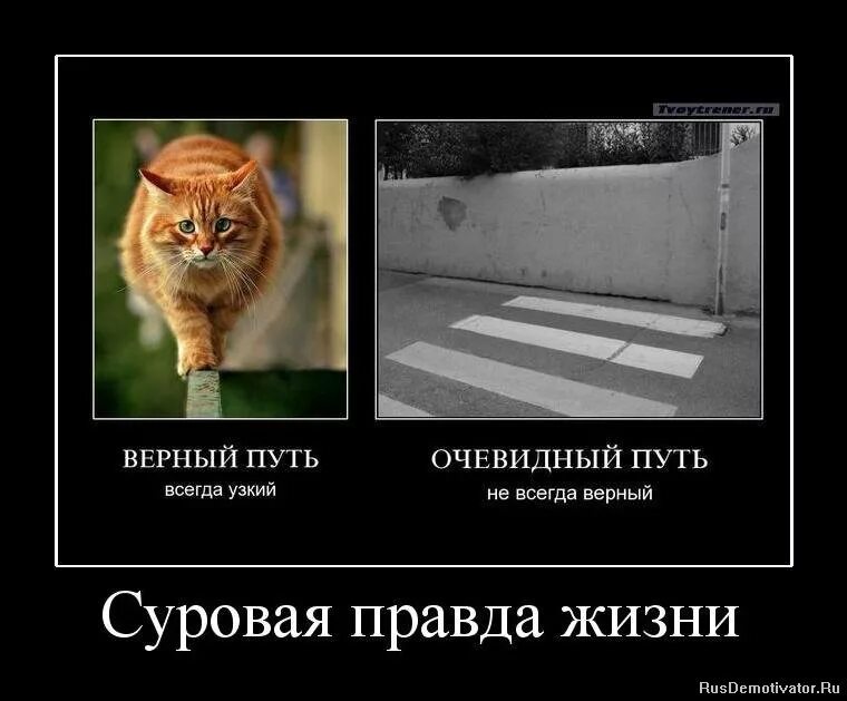 Правда демотиватор. Жчина до свадьбы и после. В пятницу знаки они повсюду. Суровая сибирь фото. Символы повсюду.