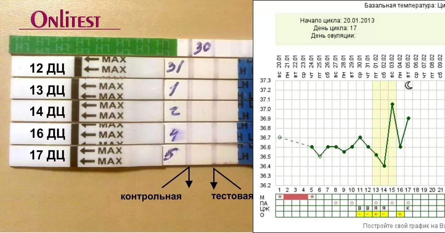 Дни овуляции. Овуляция на какой день цикла. День овуляции день цикла. Овуляция на 21 день цикла