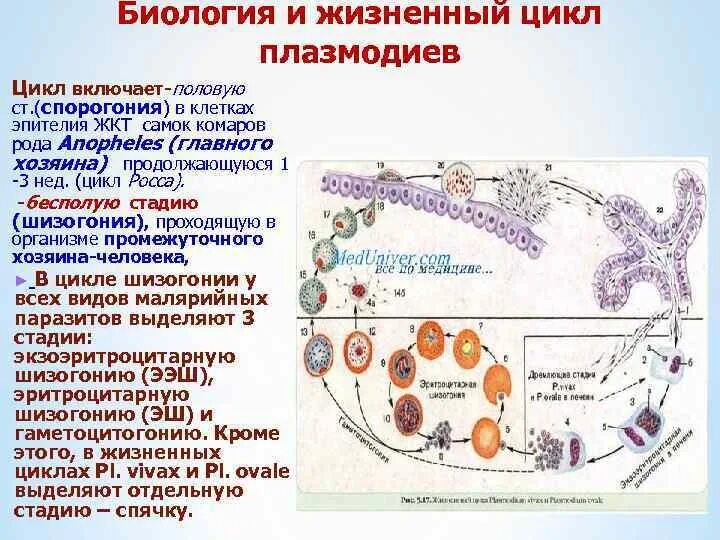 Можно ли считать человека окончательным хозяином малярийного