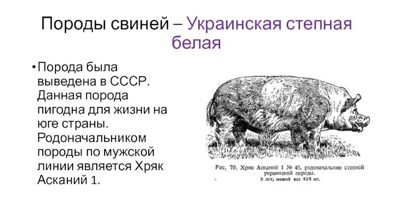 Украинская Степная порода свиней. Украинская Степная белая порода свиней. Выведение украинской Степной породы свиней. Украинская Степная белая порода свиней селекция. Степная свинья