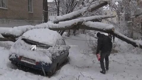 Перед снегопадом дерево начинало ронять