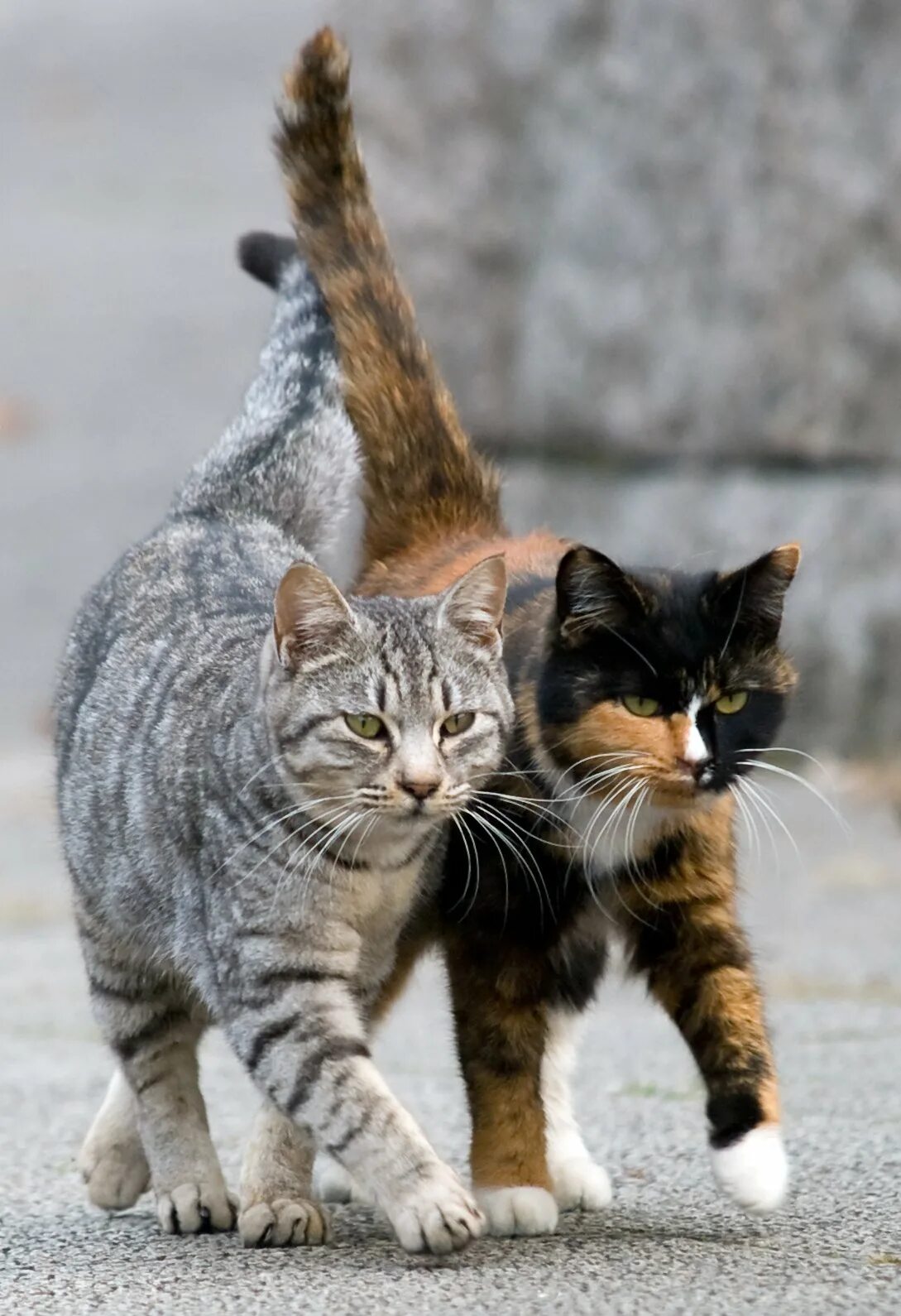Про котиков лучше