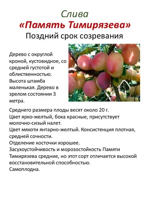 Слива сорт памяти тимирязева. Память тимирязева слива описание сорта. слива память тимирязева опылители. слива память тимирязева описание.